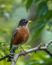 Vertical closeup shot of an American robin perched on a wooden tree branch Royalty Free Stock Photo