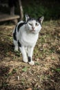 Vertical closeup shot of an angry-looking Anatolian cat on the grass staring at the camera Royalty Free Stock Photo