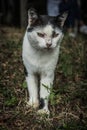 Vertical closeup shot of an angry-looking Anatolian cat on the grass Royalty Free Stock Photo