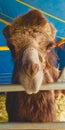 Vertical closeup shot of an Arabian Camel in a blue tent Royalty Free Stock Photo