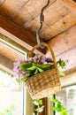 Vertical closeup shot of artificial flowers in a basket hanging on a dusty ceiling Royalty Free Stock Photo