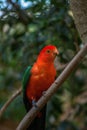 Vertical closeup shot of an Australian king parrot (Alisterus scapularis) in its natural environment Royalty Free Stock Photo