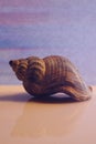 Vertical closeup shot of a beautiful big seashell on a beige surface Royalty Free Stock Photo