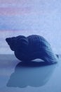 Vertical closeup shot of a beautiful big seashell reflected on the glass ground