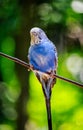 Vertical closeup shot of a beautiful blue parrot sitting on a branch with blurred background Royalty Free Stock Photo