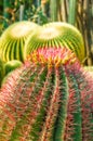 Vertical closeup shot of a beautiful cactus with pink flowers Royalty Free Stock Photo