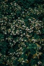 Vertical closeup shot of beautiful cute daphnes growing in the middle of a forest Royalty Free Stock Photo
