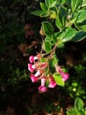 Vertical closeup shot of beautiful escallonia rubra macrantha flower blooming in the garden