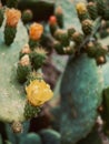 Vertical closeup shot of beautiful flowers bloomed on a cactus Royalty Free Stock Photo
