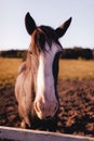 Vertical closeup shot of a beautiful horse face with a white Royalty Free Stock Photo