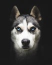 Vertical closeup shot of a beautiful husky face with bright blue eyes Royalty Free Stock Photo