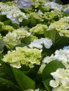 Vertical closeup shot of beautiful hydrangea flowers growing on the bush Royalty Free Stock Photo