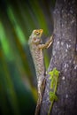 Vertical closeup shot of a beautiful lizard on a tree on a blurred background Royalty Free Stock Photo