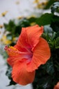 Vertical closeup shot of a beautiful orange hibiscus with a blurry background Royalty Free Stock Photo