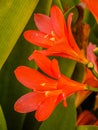 Vertical closeup shot of beautiful orange hippeastrum flowers on a blurred background
