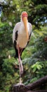 Vertical closeup shot of a beautiful pelican with a blurred greenery in the background Royalty Free Stock Photo