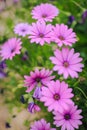 Vertical closeup shot of beautiful pink African daisies on blurred background Royalty Free Stock Photo