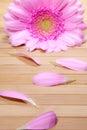 Vertical closeup shot of a beautiful pink African daisy flower with petals on the table Royalty Free Stock Photo