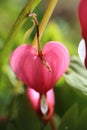Vertical closeup shot of a beautiful pink anthurium with a blurry background Royalty Free Stock Photo