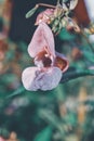 Vertical closeup shot of a beautiful pink balsam flower in a garden