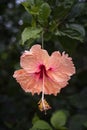Vertical closeup shot of a beautiful pink chinese hibiscus flower in a garden Royalty Free Stock Photo