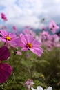 Vertical closeup shot of beautiful pink Garden Cosmos flowers on blurred background Royalty Free Stock Photo