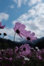 Vertical closeup shot of beautiful pink Garden Cosmos flowers under the cloudy sky Royalty Free Stock Photo