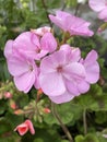 Vertical closeup shot of beautiful pink geranium flowers in a garden Royalty Free Stock Photo