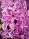 Vertical closeup shot of beautiful pink hyacinth flowers Royalty Free Stock Photo