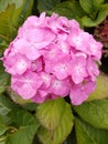 Vertical closeup shot of beautiful pink hydrangea serrata flowers covered with dewdrops Royalty Free Stock Photo