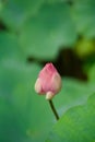 Vertical closeup shot of a beautiful pink water lily bud on a lake surface Royalty Free Stock Photo