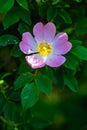 Vertical closeup shot of a beautiful pink wild rose on a blurred background Royalty Free Stock Photo