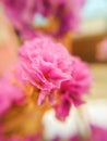 Vertical closeup shot of a beautiful pink wild rose flower on a blurred background Royalty Free Stock Photo