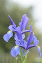 Vertical closeup shot of a beautiful purple iris flower on a blurred background Royalty Free Stock Photo