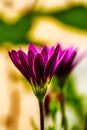 Vertical closeup shot of beautiful purple-petaled African daisy flower on a blurred background Royalty Free Stock Photo