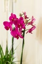 Vertical closeup shot of beautiful purple-petaled moth orchid on a blurred background Royalty Free Stock Photo