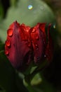 Vertical closeup shot of a beautiful red tulip covered with dewdrops Royalty Free Stock Photo