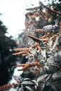 Vertical closeup shot of beautiful Sorghum plants