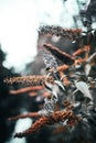 Vertical closeup shot of beautiful Sorghum plants