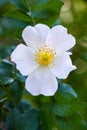 Vertical closeup shot of a beautiful white wild rose on a blurred background Royalty Free Stock Photo