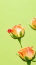Vertical closeup shot of beautiful yellow roses on a yellow background Royalty Free Stock Photo