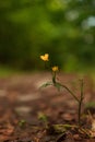 Vertical closeup shot of beautiful yellow wildflowers Royalty Free Stock Photo