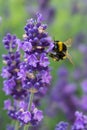 Vertical closeup shot of a bee on a lavender flower with greenery on the background Royalty Free Stock Photo