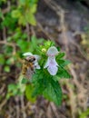 Vertical closeup shot of a bee pollinating a light pink flower