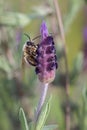 Vertical closeup shot of a bee pollinating a purple flower Royalty Free Stock Photo
