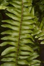 Vertical closeup shot of a beutiful branch of a fern plant