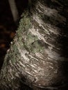 Vertical closeup shot of a Birch tree in the forest at night Royalty Free Stock Photo