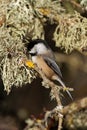 Vertical closeup shot of a black-capped chickadee bird perched on a tree branch Royalty Free Stock Photo