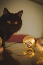 Vertical closeup shot of a black cat staring at the camera near the burning light bulb Royalty Free Stock Photo