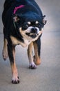 Vertical closeup shot of a black scary angry Chihuahua dog on the street